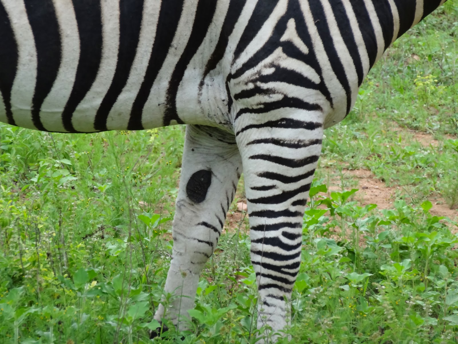 Zebras came to call…Interesting zebra facts…A circle among the  stripes…Photos… - WorldWideWaftage