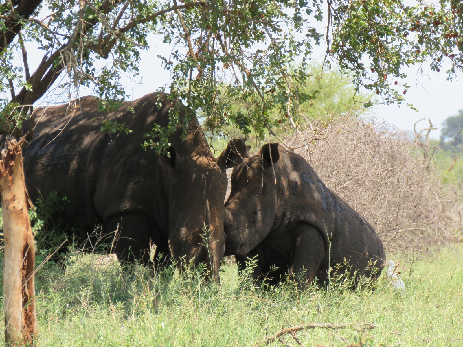 wildlife photographer in Kruger National Park, South Africa