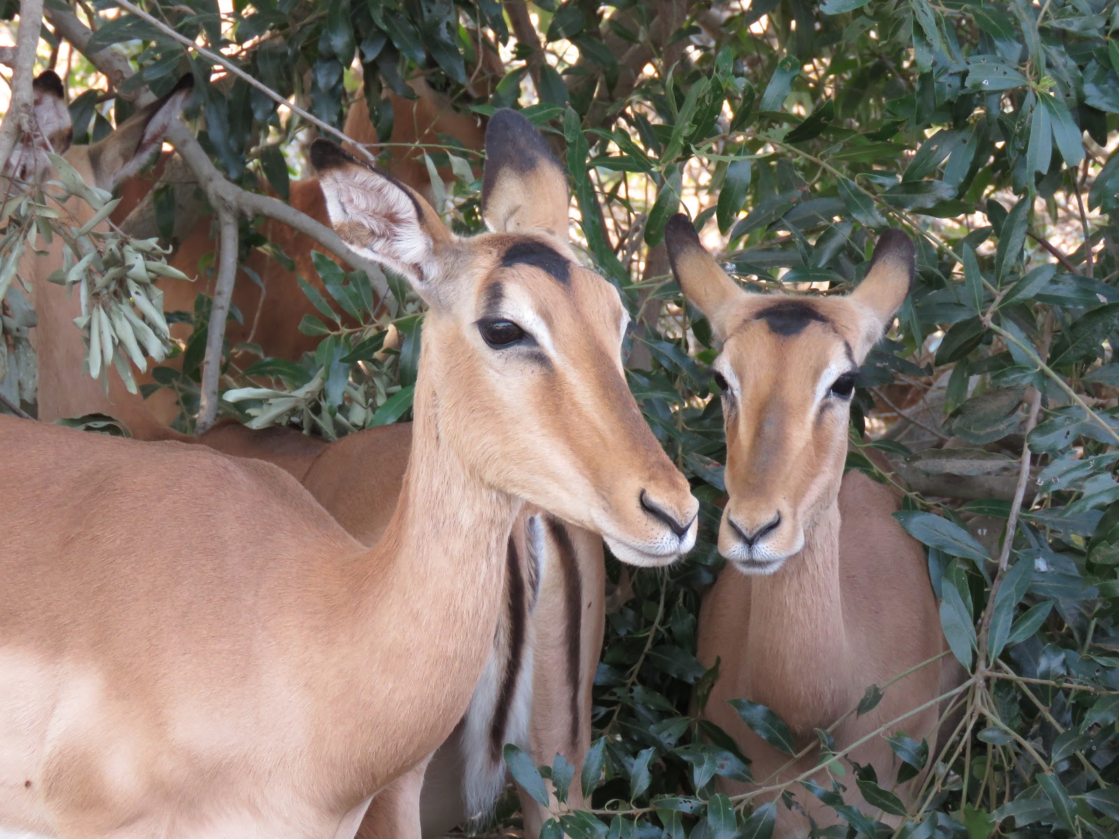 wildlife photographer in Kruger National Park