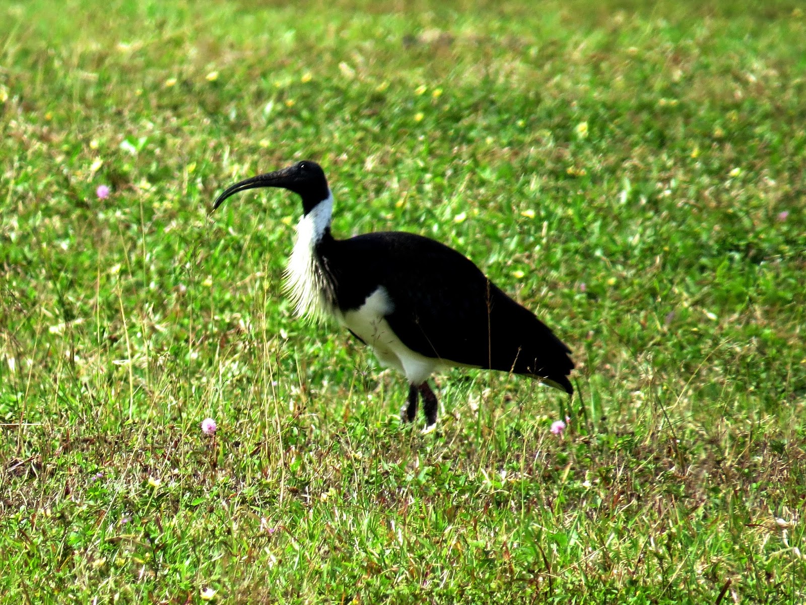 Noisy Screaming Night Bird Waking Us Up Every Night WorldWideWaftage