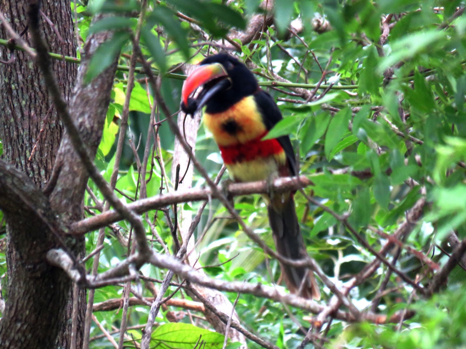 Fiery-billed Aracari…Three gorgeous birds in the yard…The story continues…