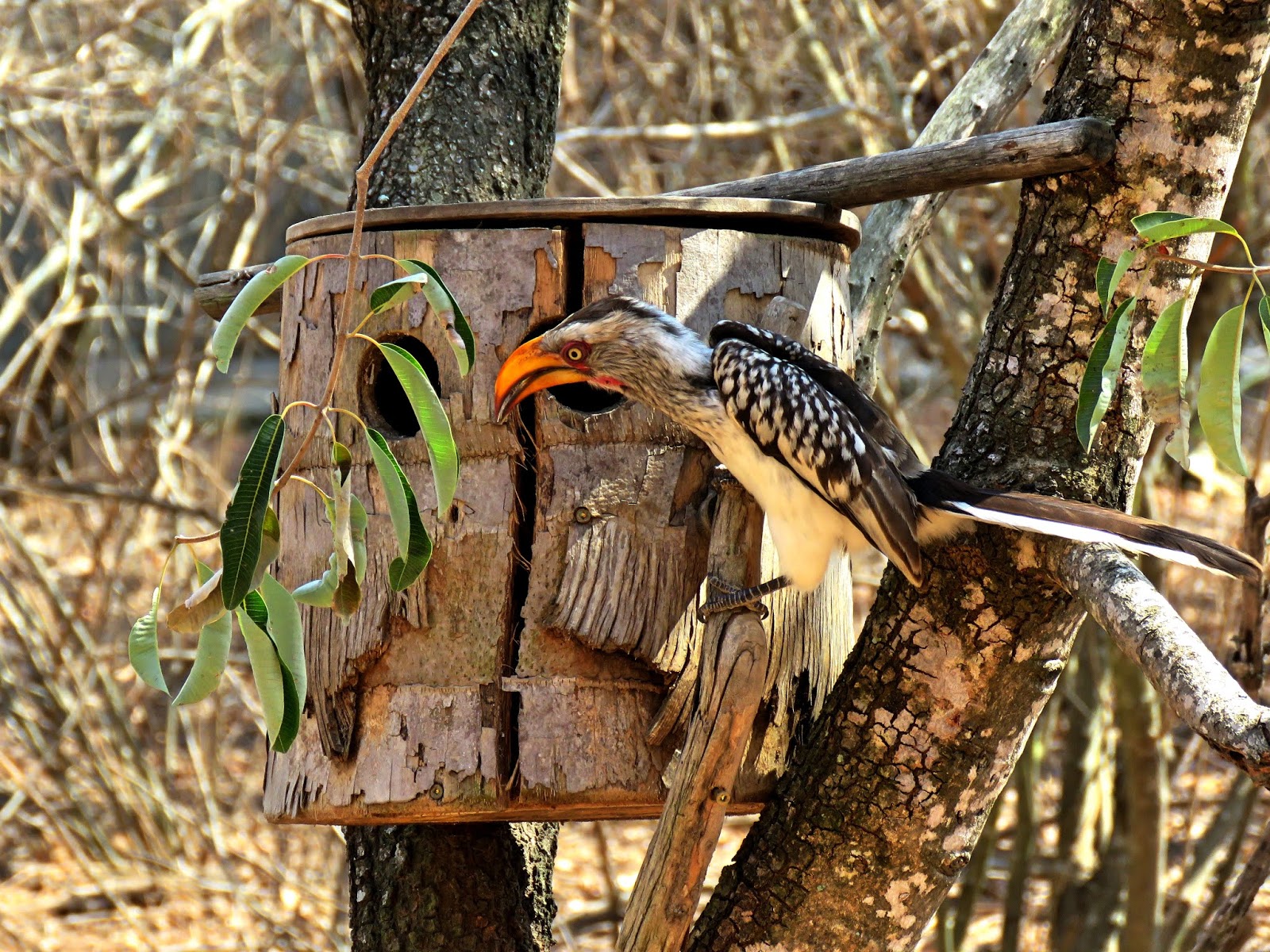 Hot, hot, hot…42C, 108 F…We went to Kruger…Hornbills preparing for mating  season… - WorldWideWaftage