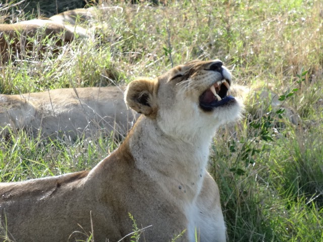 Day #202 in lockdown in Mumbai, India hotel…Lovely lions…