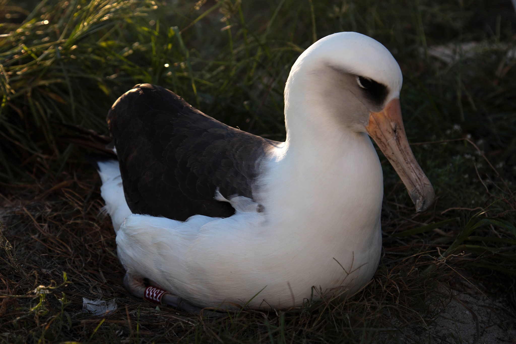 Day #256 in lockdown in Mumbai, India hotel…The oldest tagged bird in the world…Wisdom returns to Midway Island…