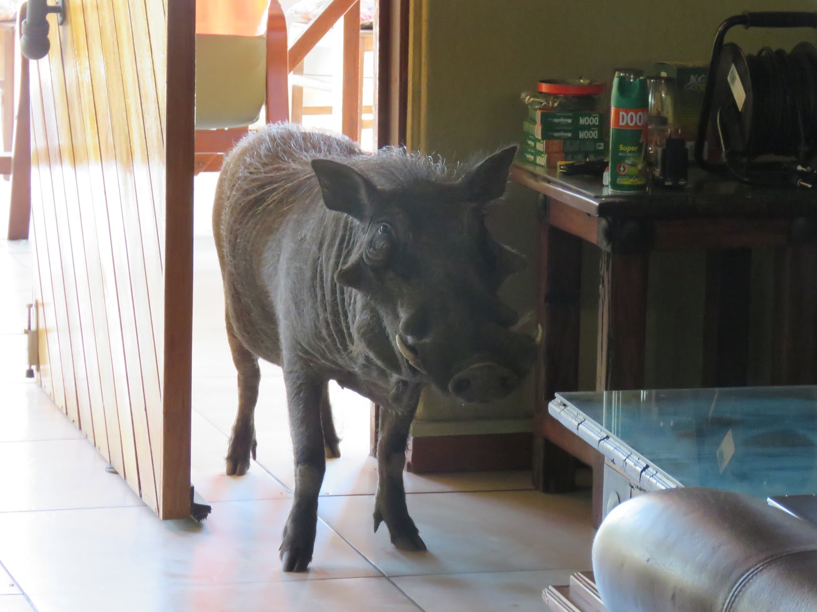 Day #254 in lockdown in Mumbai, India hotel…Looking forward…Funny photos…