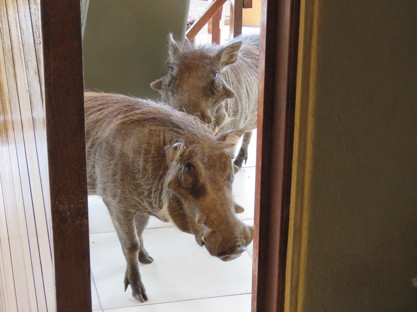 Day #266 in lockdown in Mumbai, India hotel…Friends…Pigs in a pile, too!…