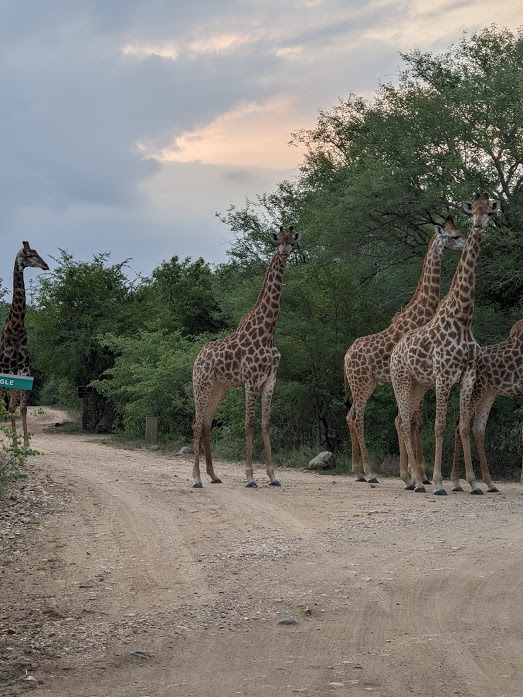 Hello, my Africa…It’s good to be back where we belong…