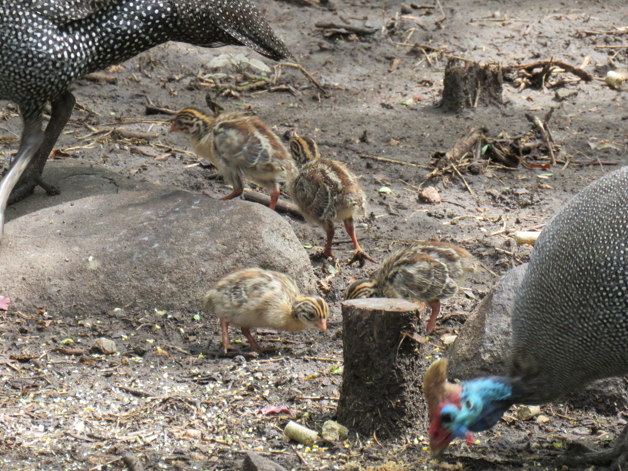 The wind was roaring…The power and WiFi were out!…What a day and night!…Covered in bites…Chicks.
