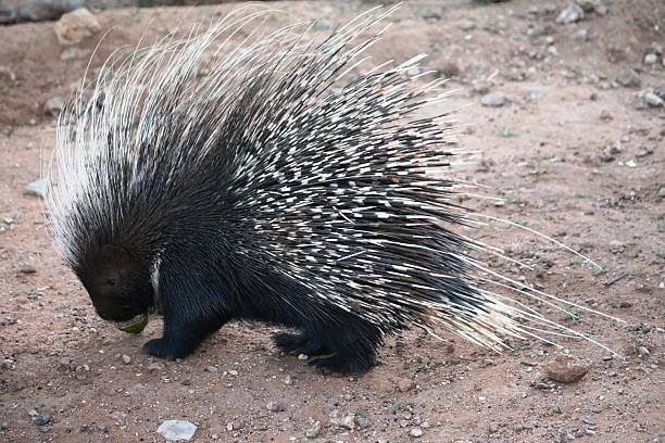 A nighttime, dream-like sighting for Tom…I missed it!…The responsibilities of living in the bush…