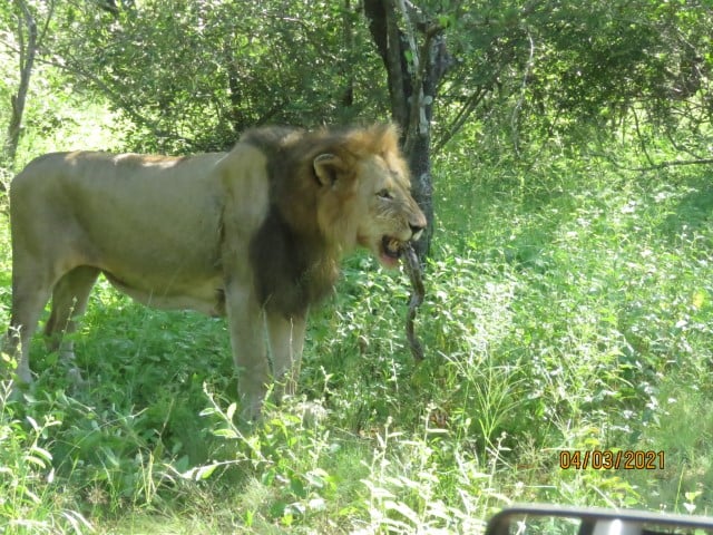 Impossible visa documents…Have to use the pricey option…Lion and a snake…