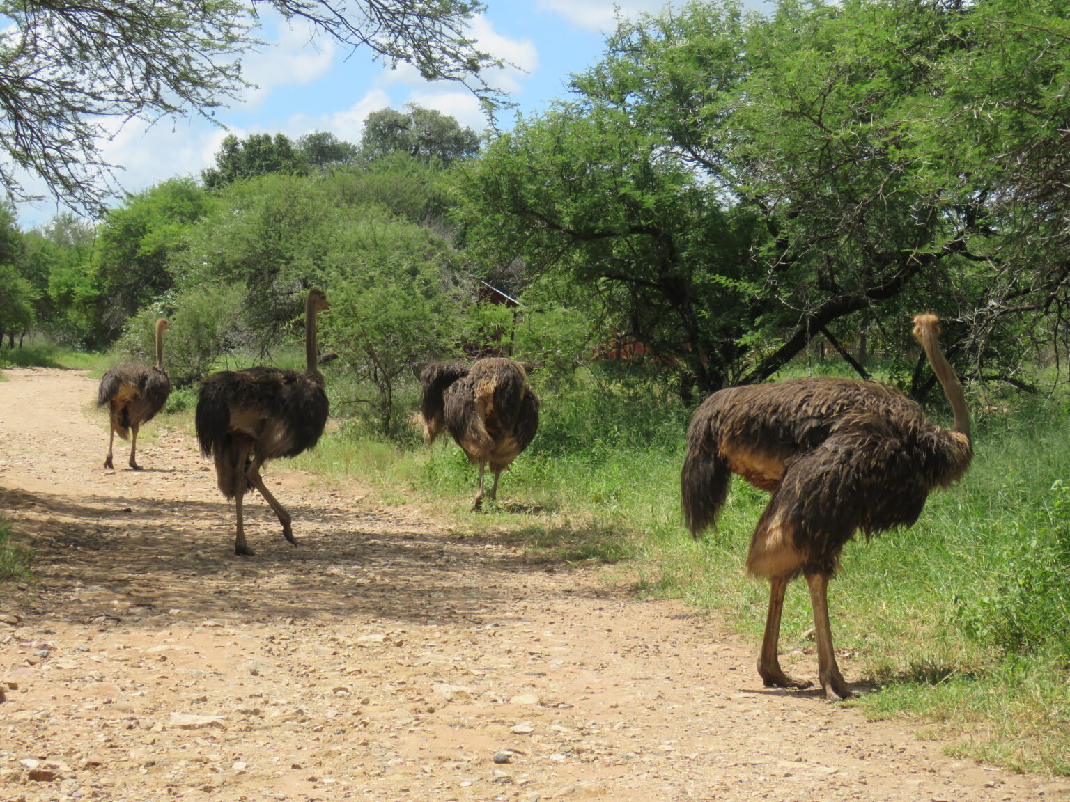 Finally, we found the ostrich family of many…