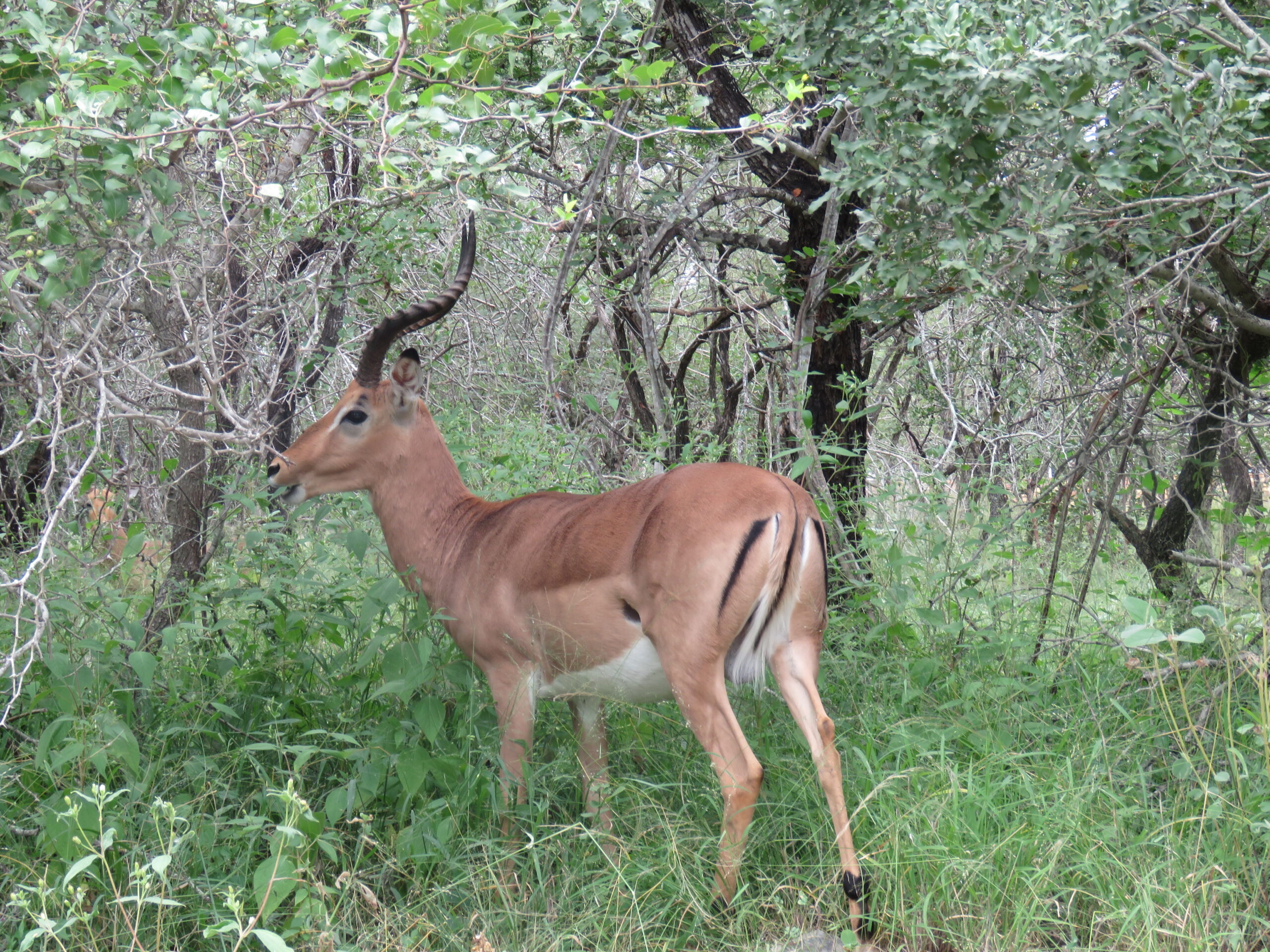 Finally, I saw it!!!…Last night’s outstanding visitor…