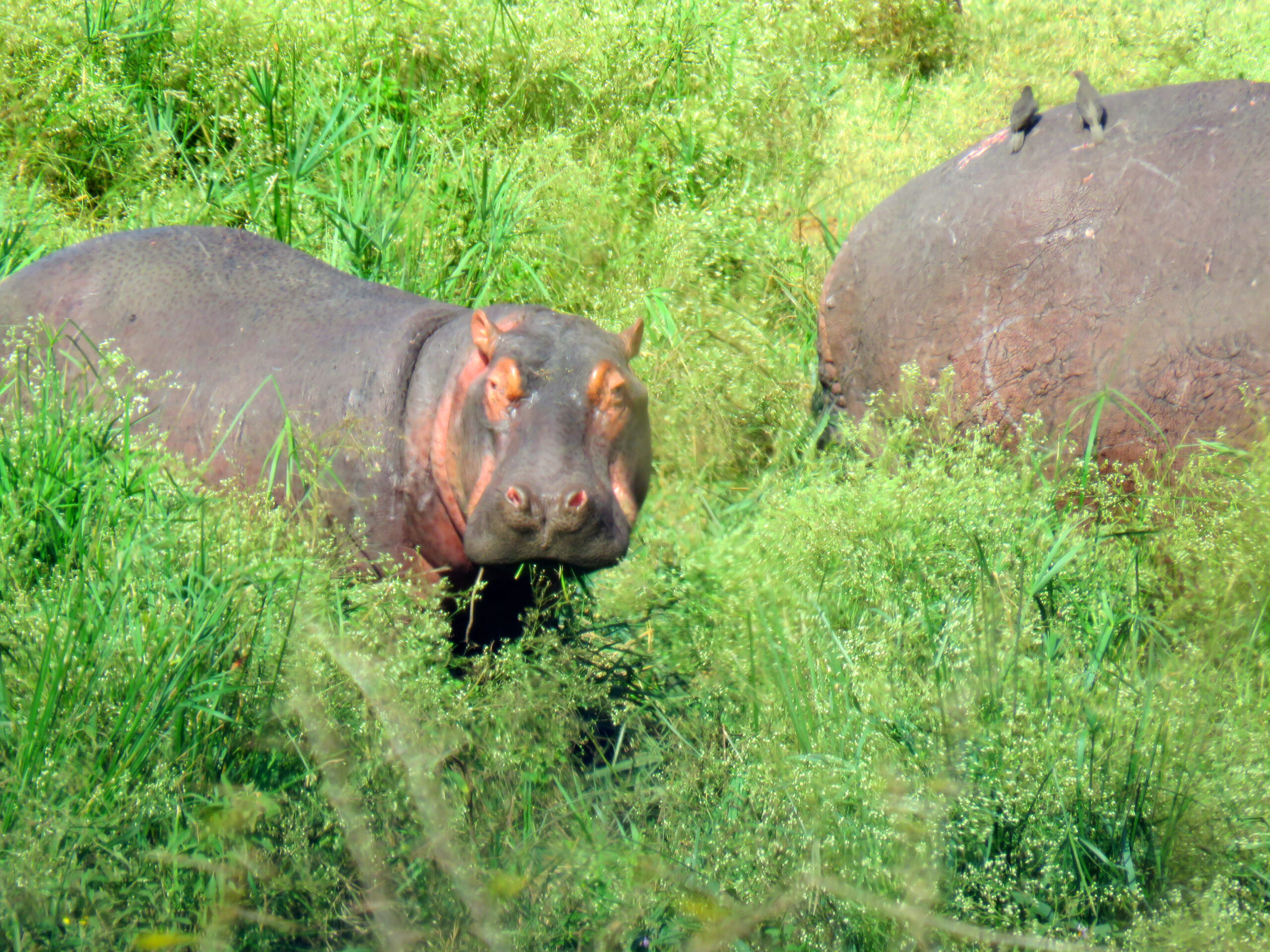 First trip to Kruger National Park in 2021!!!…New photos!…