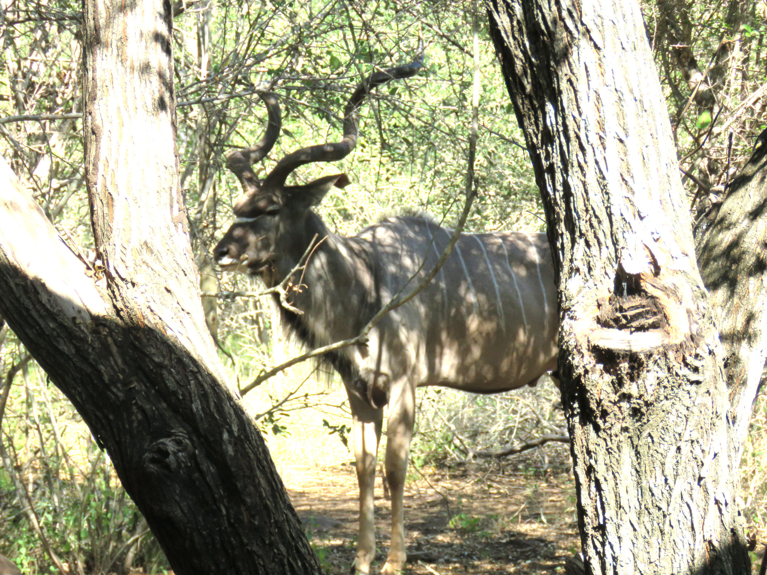 Fantastic night in the bush…A human and animal kind of night…