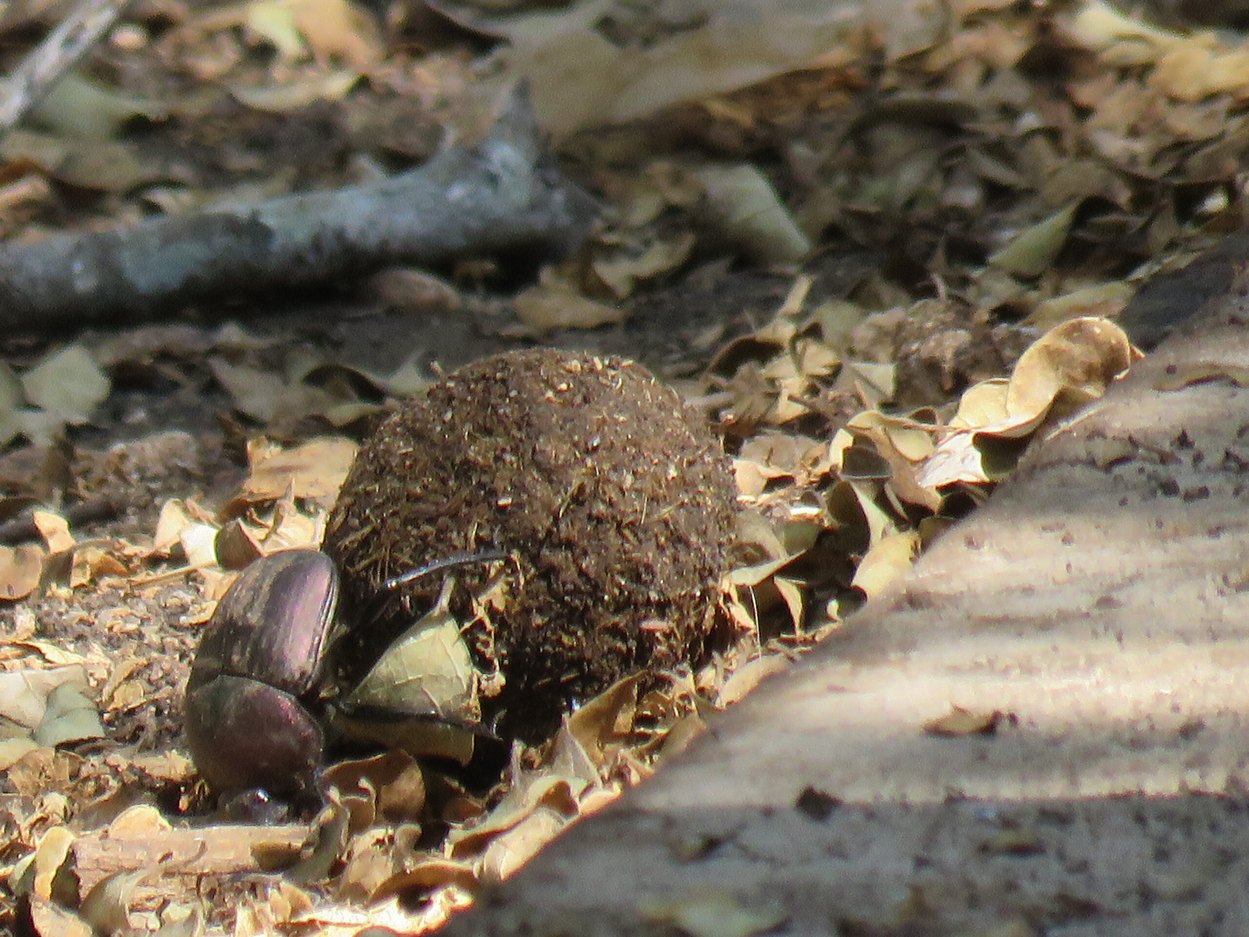 This morning’s events in the bush…Mating season is in full bloom…