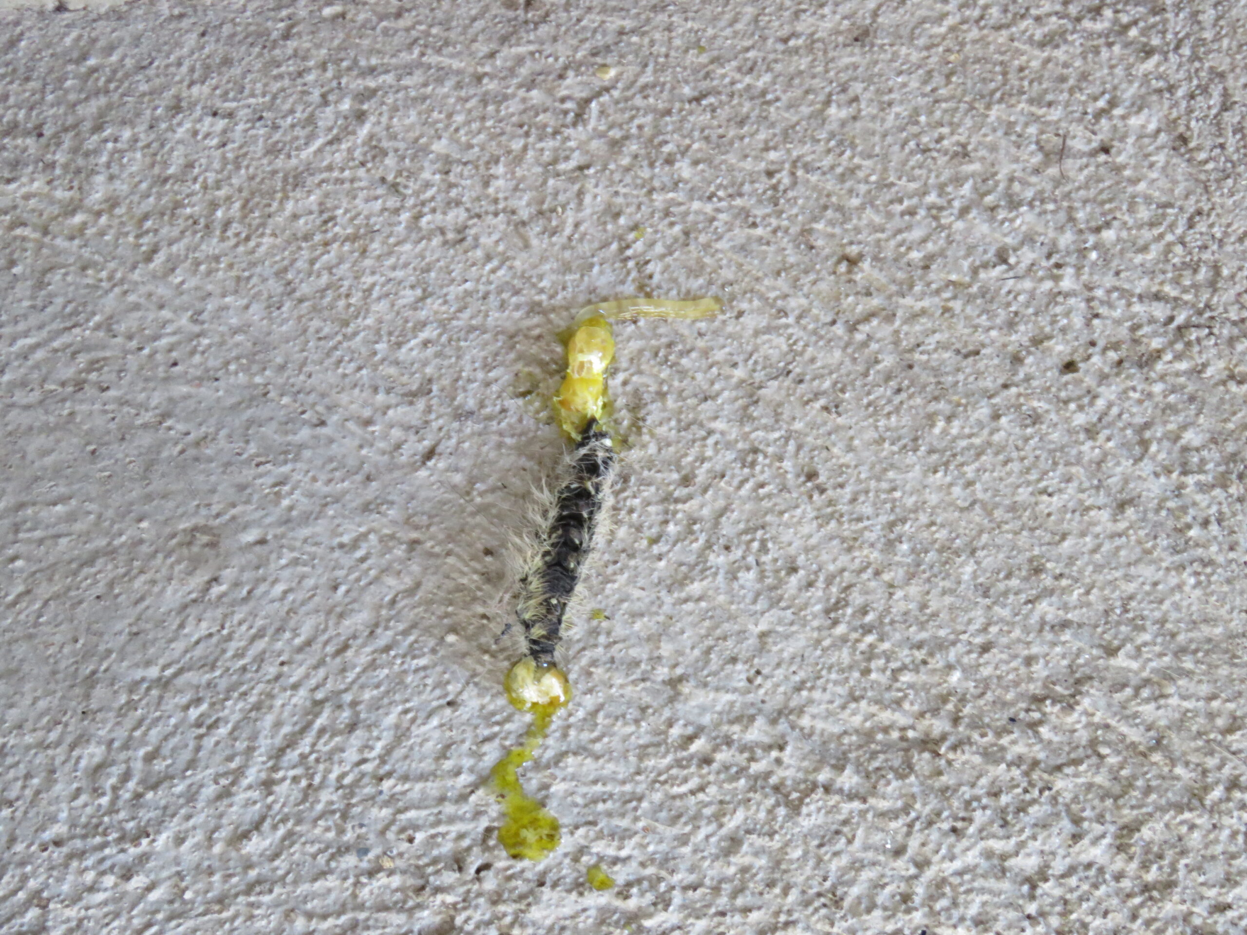 A Covid scare…