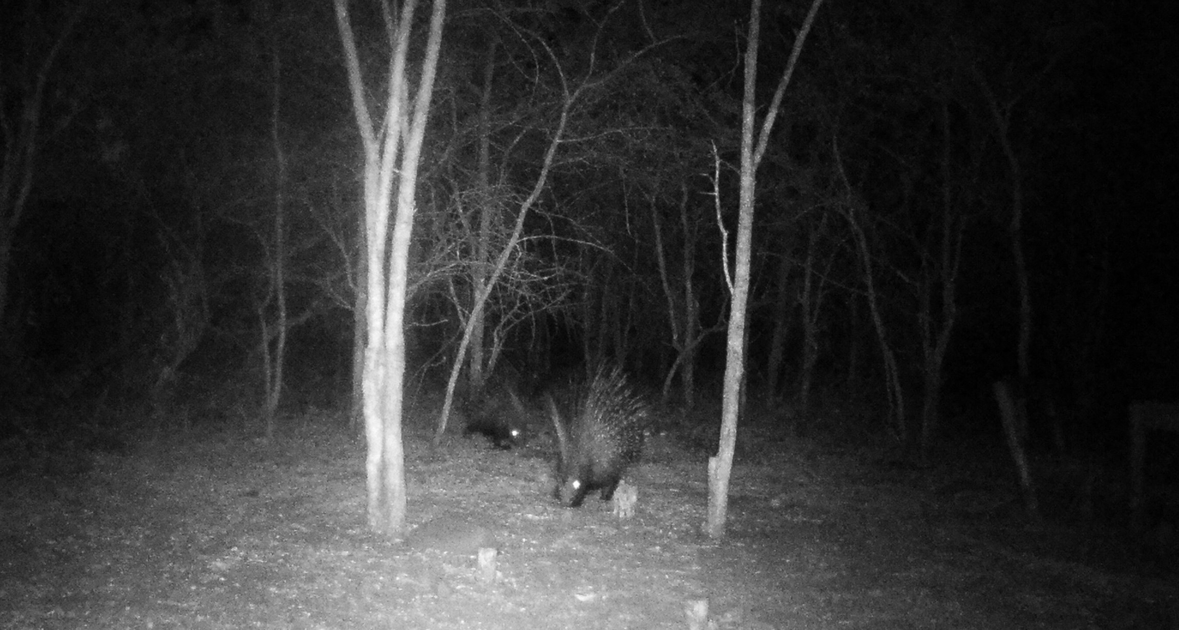 A fantastic Mother’s Day…A special treat on the trail cam!!!…