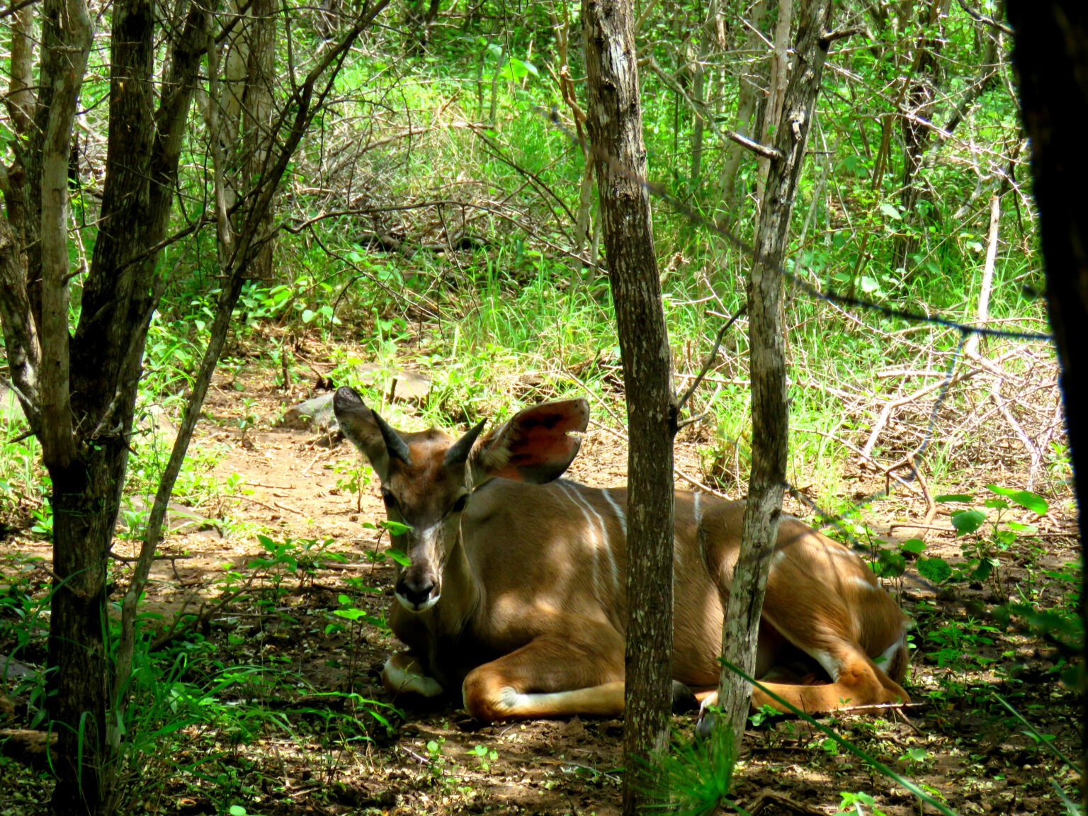 Day #2…We’re on the move…South Africa visas extended, again for foreign nationals…Vaccines provided in Marloth Park…