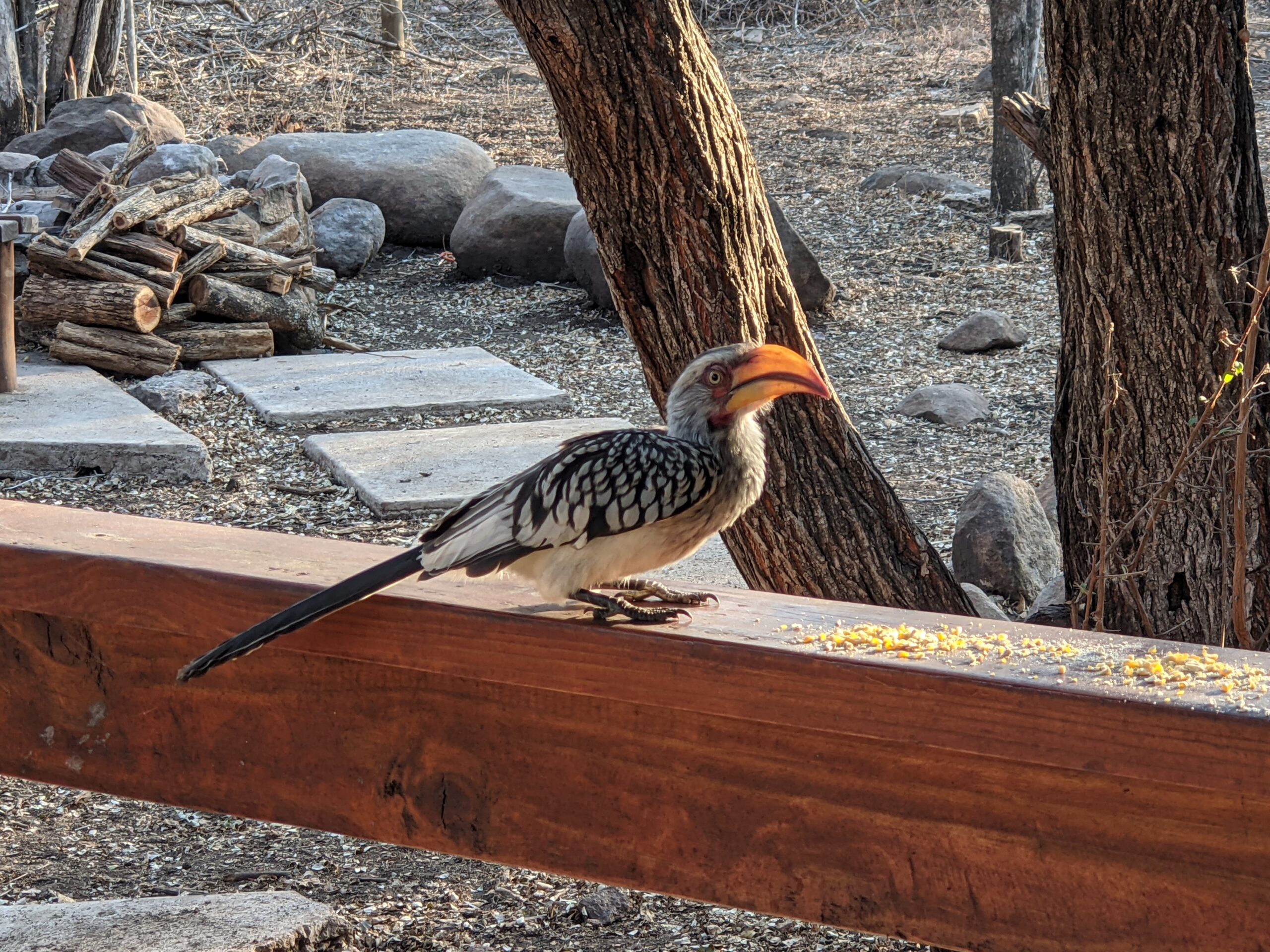 It’s not always easy…But, that’s how life is, regardless of where we live…Hornbills are back!!!…