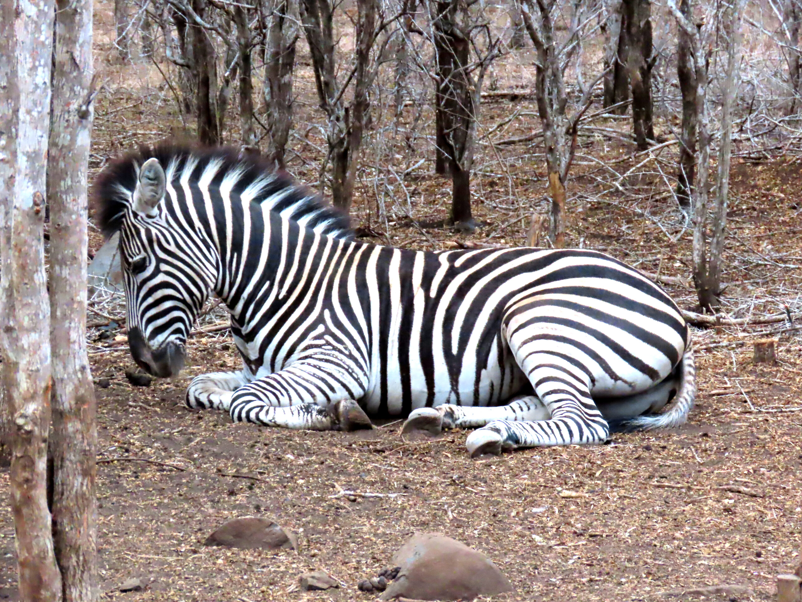Exciting day in the bush…New visitors add to the adventure…See our photos!…