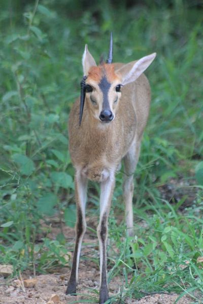 Injuries and anomalies in the bush…
