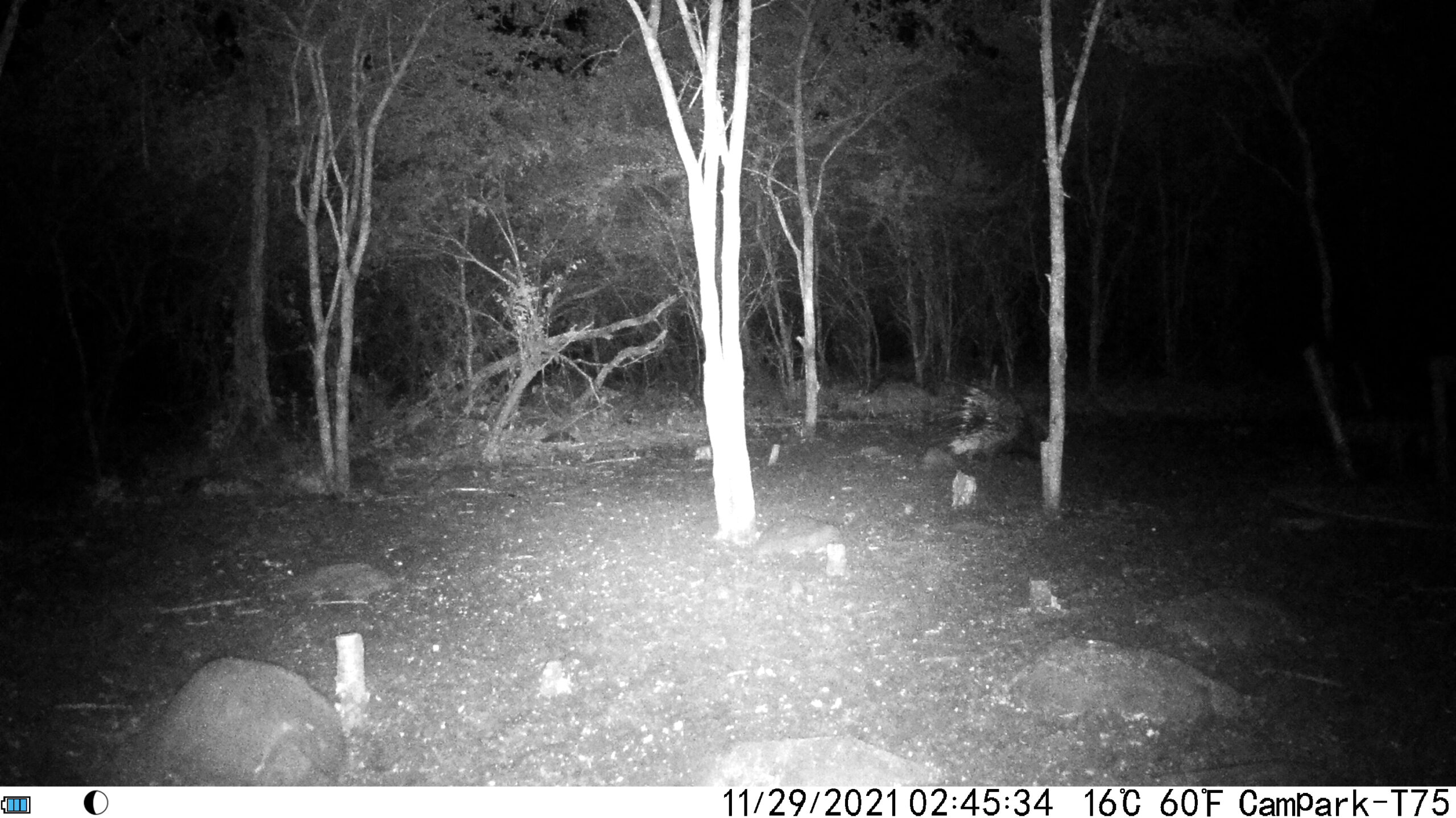 A decision has been made…Photos from our trail cam…A special visitor…
