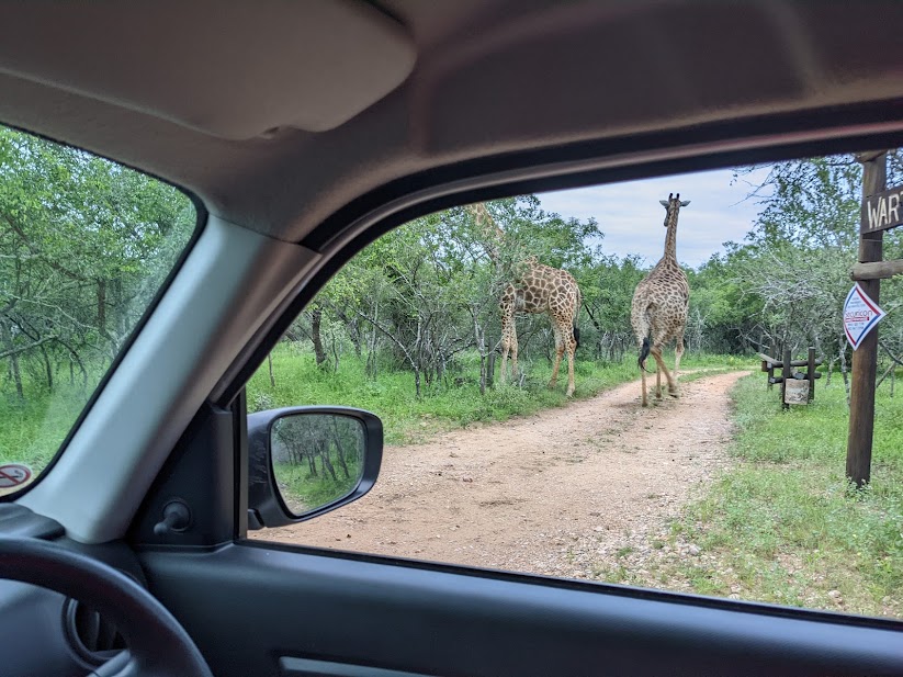 Not many visitors right now with many holidaymakers in the bush…