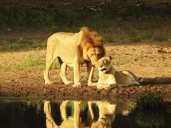 Marloth Park has suffered a sad loss of a beloved animal…