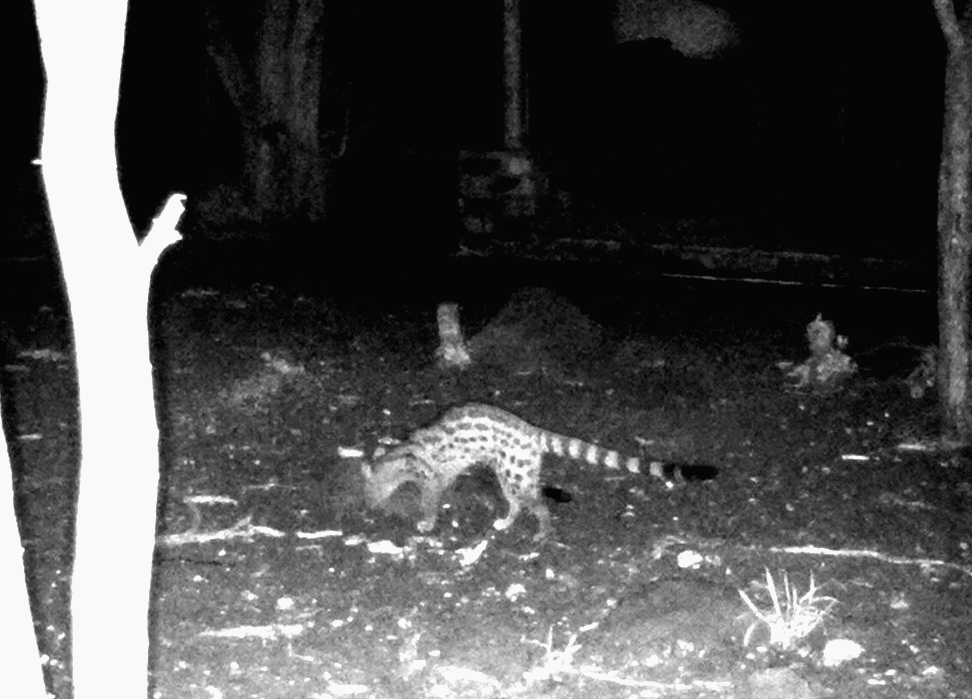 More exciting sightings from the trail cam…A special day of celebration with friends.