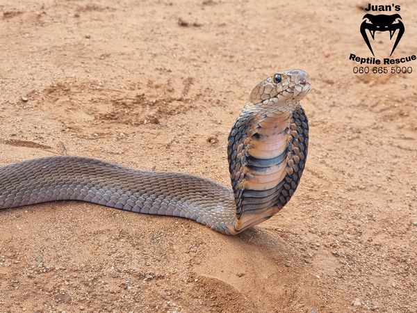 Beware snakes in Marloth Park…Another snake bite here in the park…