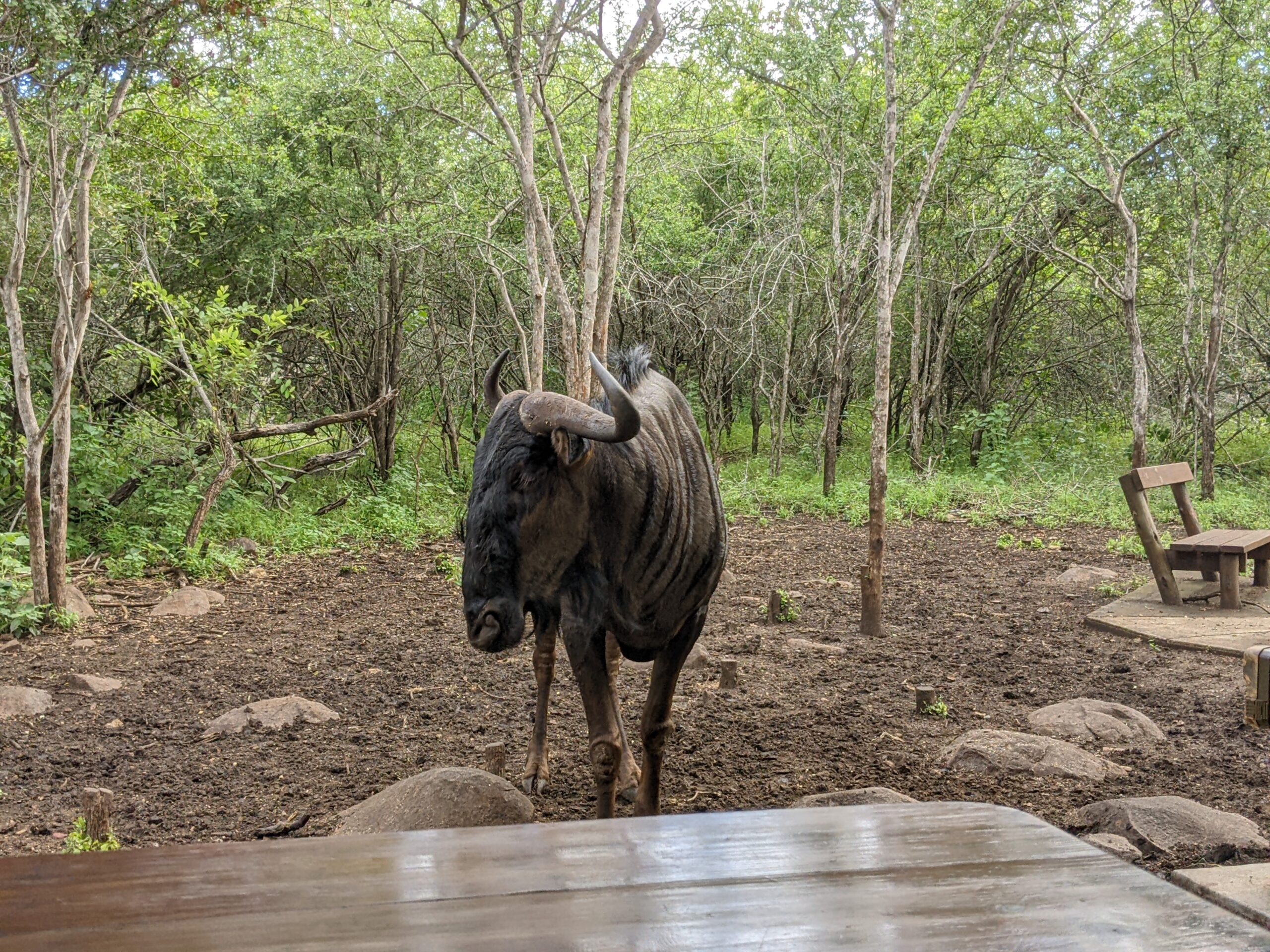 Tom made an exciting discovery!!!…Can we start feeling enthused about traveling again?…