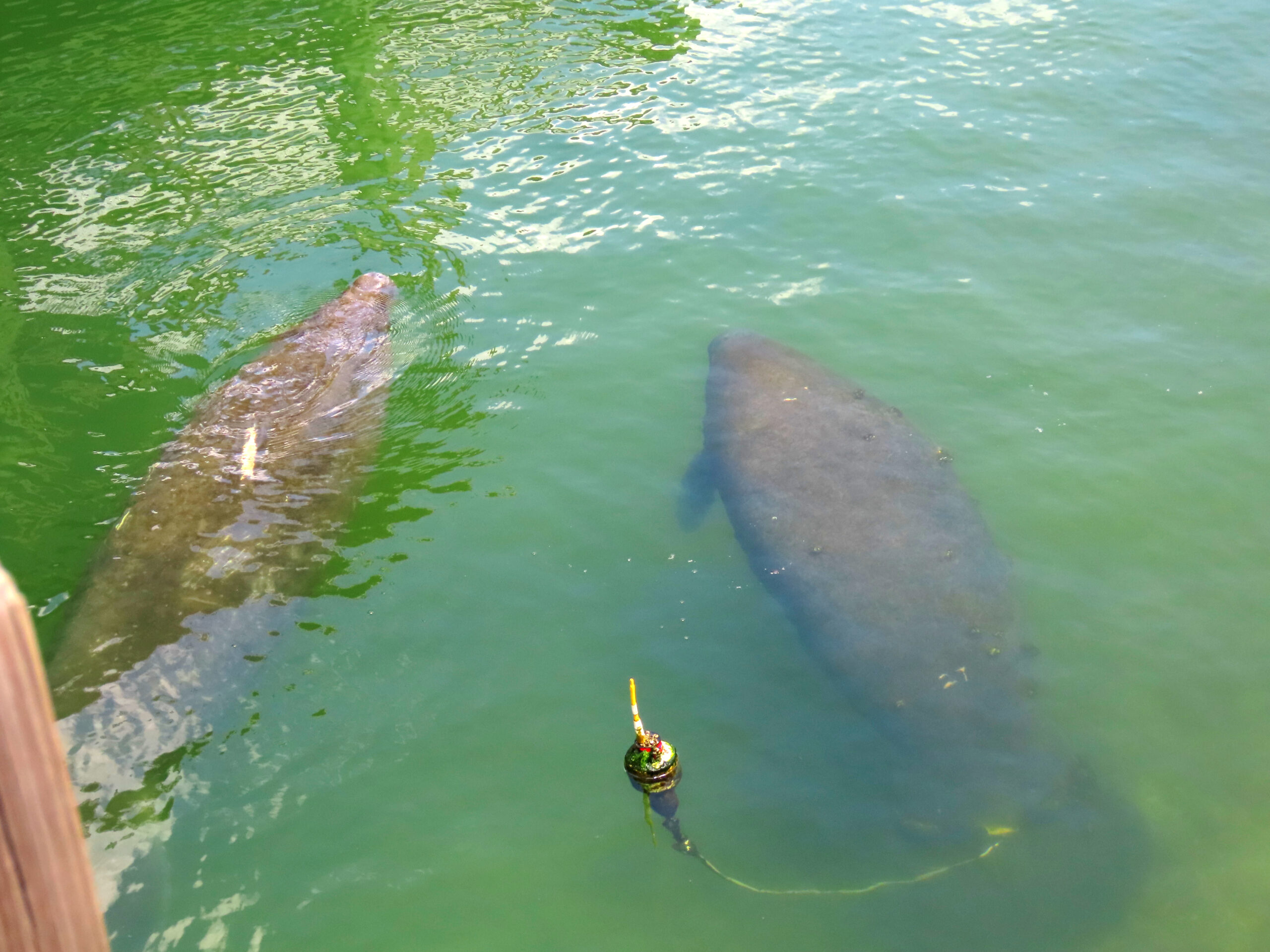 Part 2…The manatee story…Safari luck in Florida!…We’re off to Arcadia…