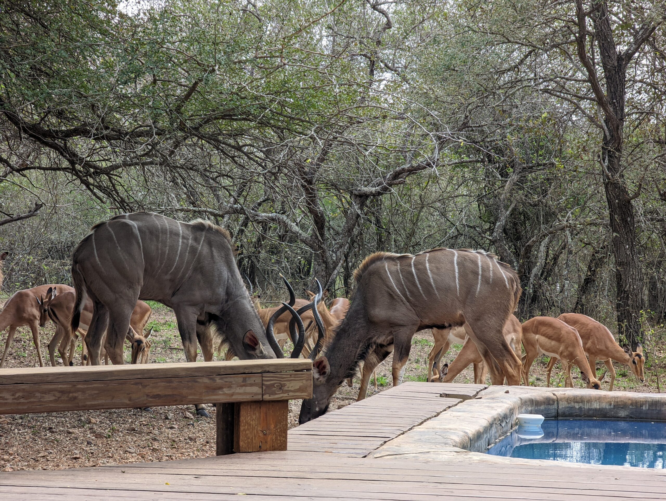 It was a lovely Father’s Day in the bush…The animals are already back!!!…Check out today’s new video, taken moments ago!…