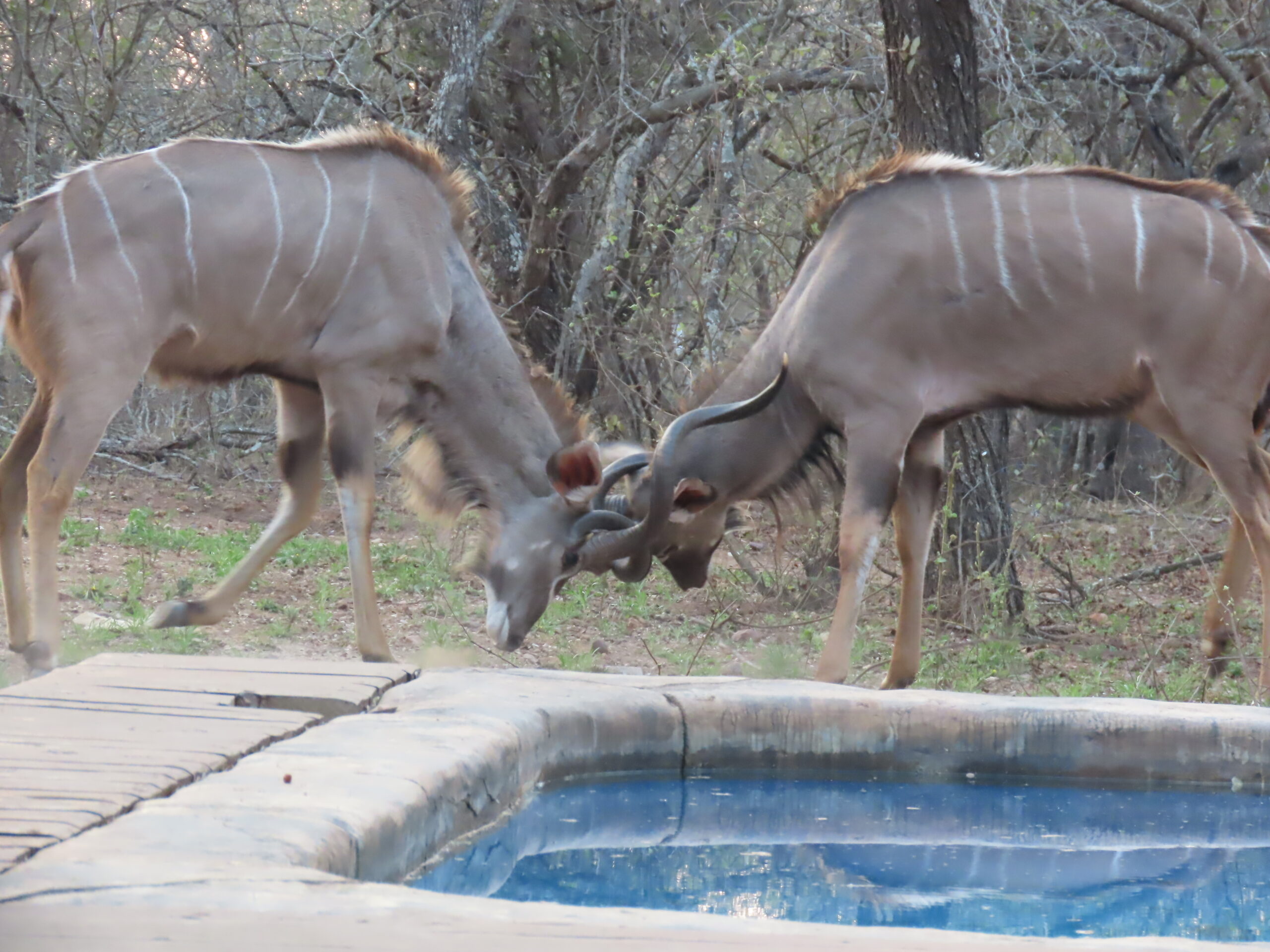 Our friends, Rita and Gerhard have arrived with a treat for Tom…Videos from the garden…