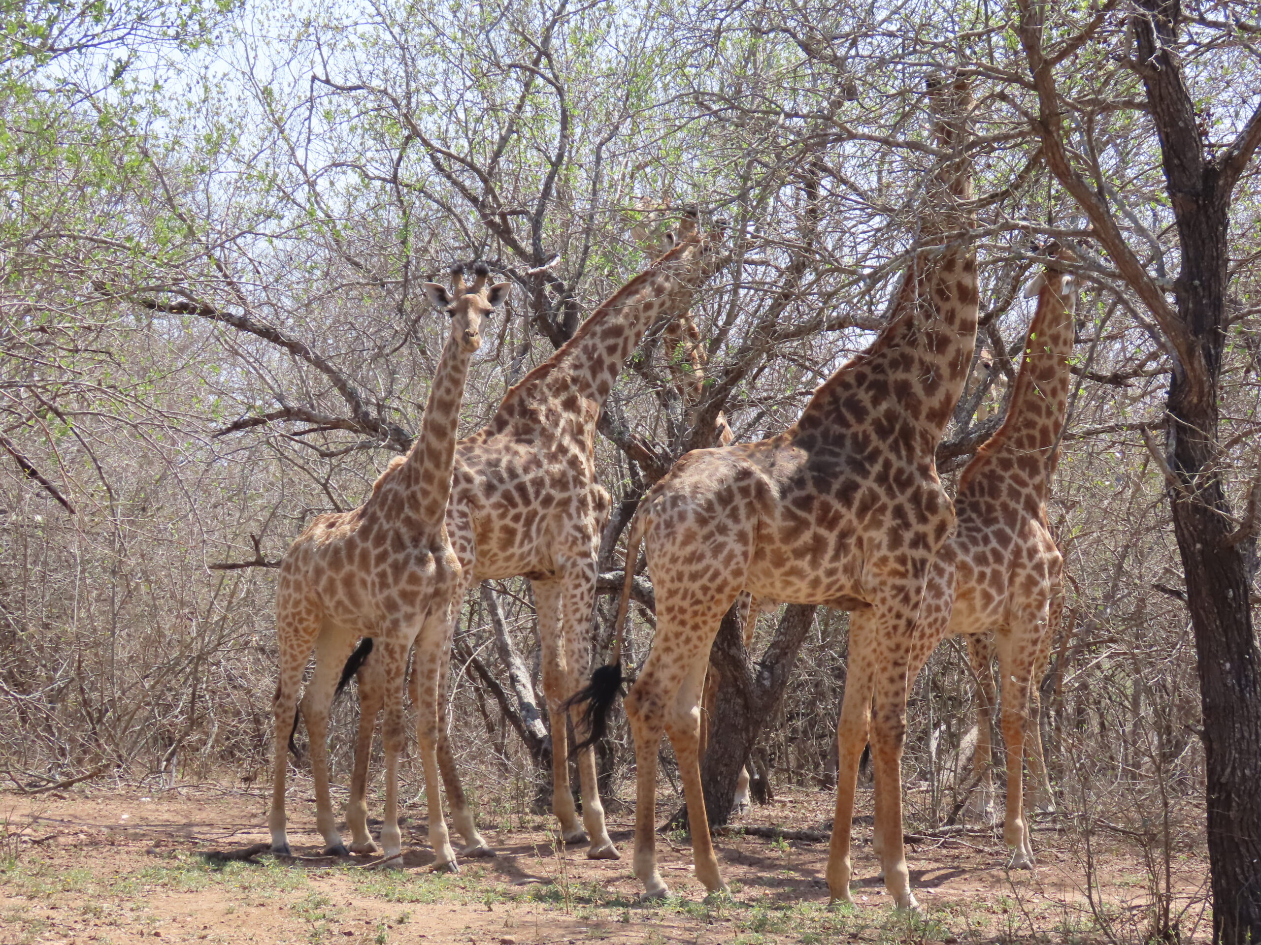 Seven giraffes in the garden!…What a pleasure to behold!…