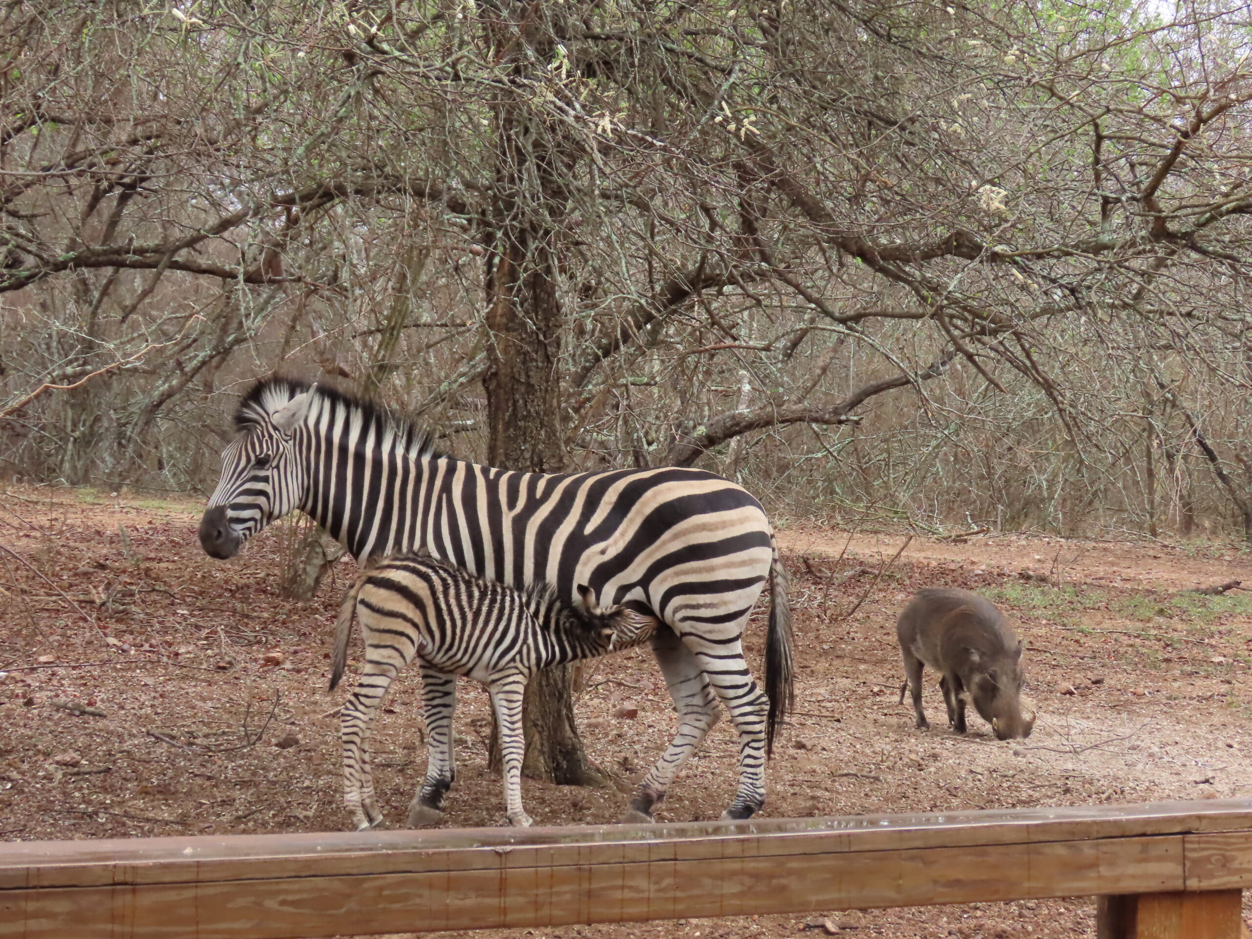 zebras - WorldWideWaftage