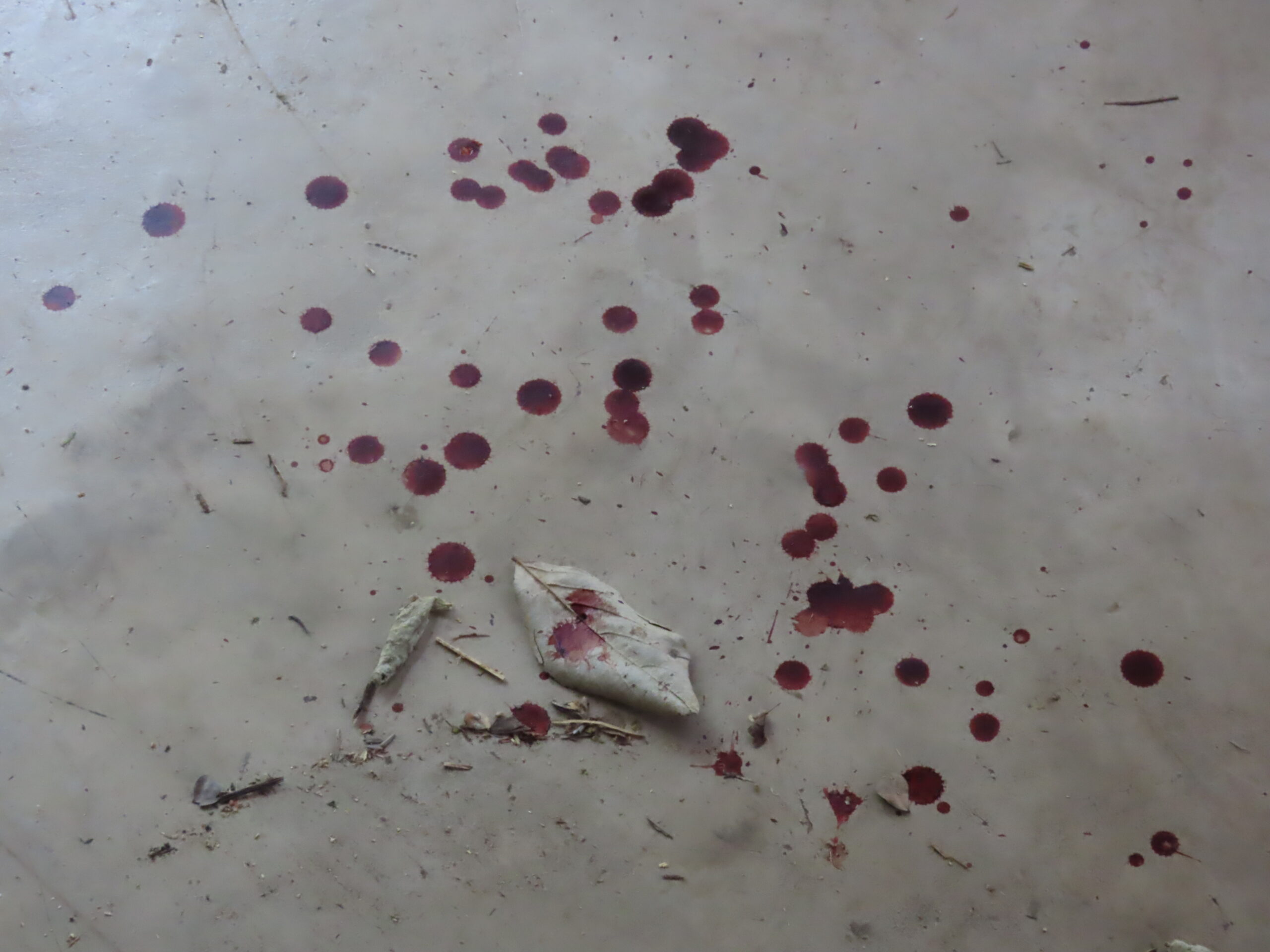 Four days and counting…Saving more money on future cruises…Blood on the veranda…What could that be?…