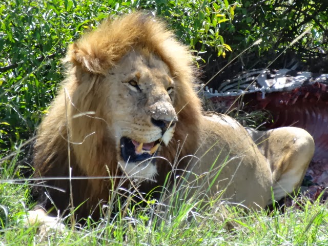 Merry Christmas Eve…Last night, we never took a single photo during a fabulous evening in the bush….