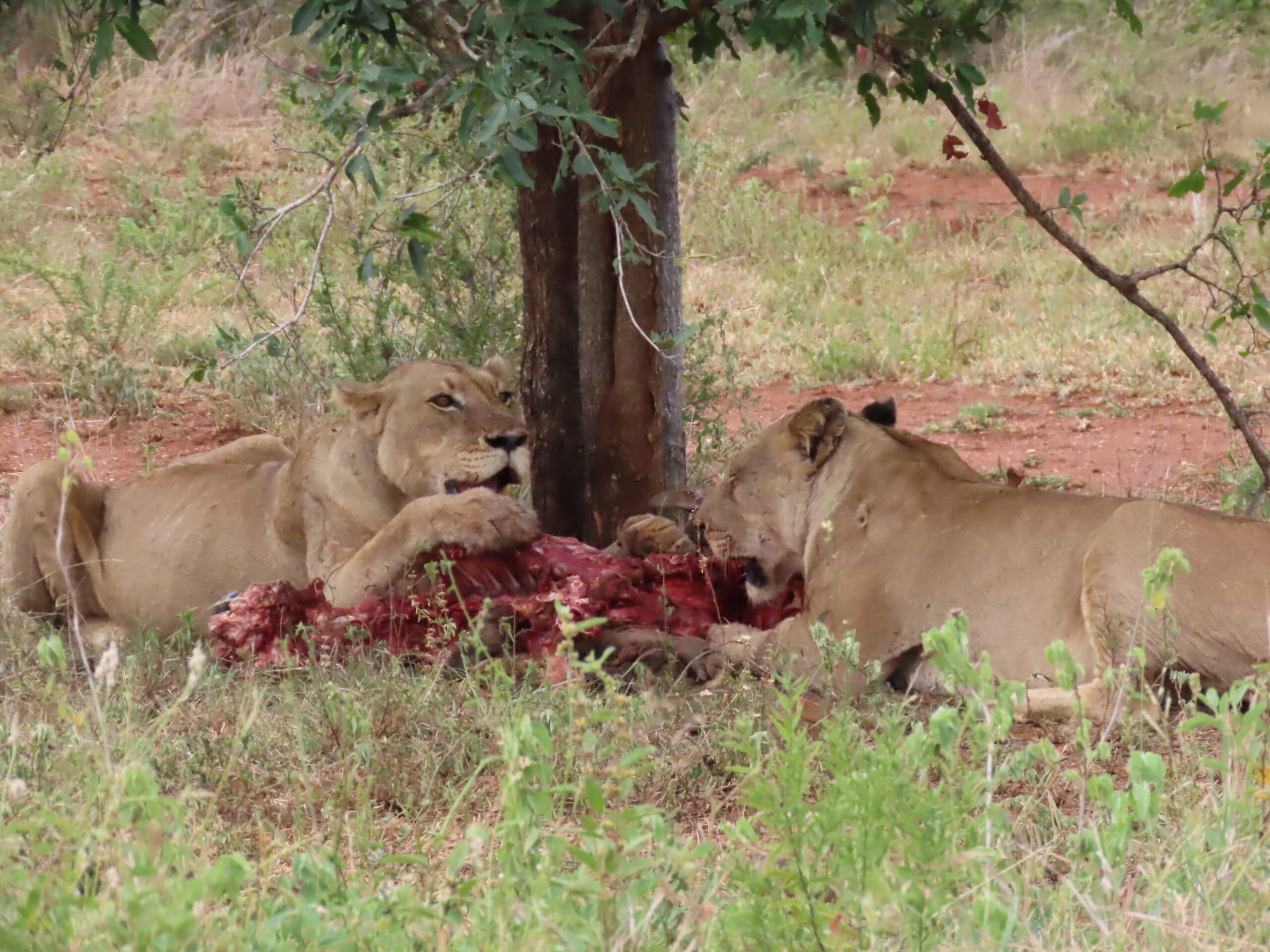 Enjoy this amazing sighting in Kruger National Park with us!!!