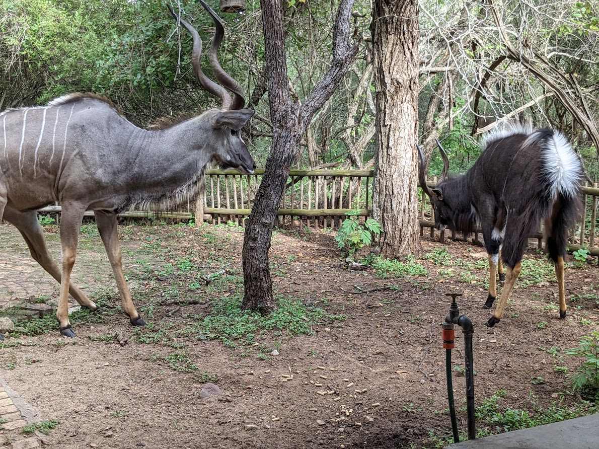 Antelope altercation in the garden…The worms have turned into moths…They are everywhere…