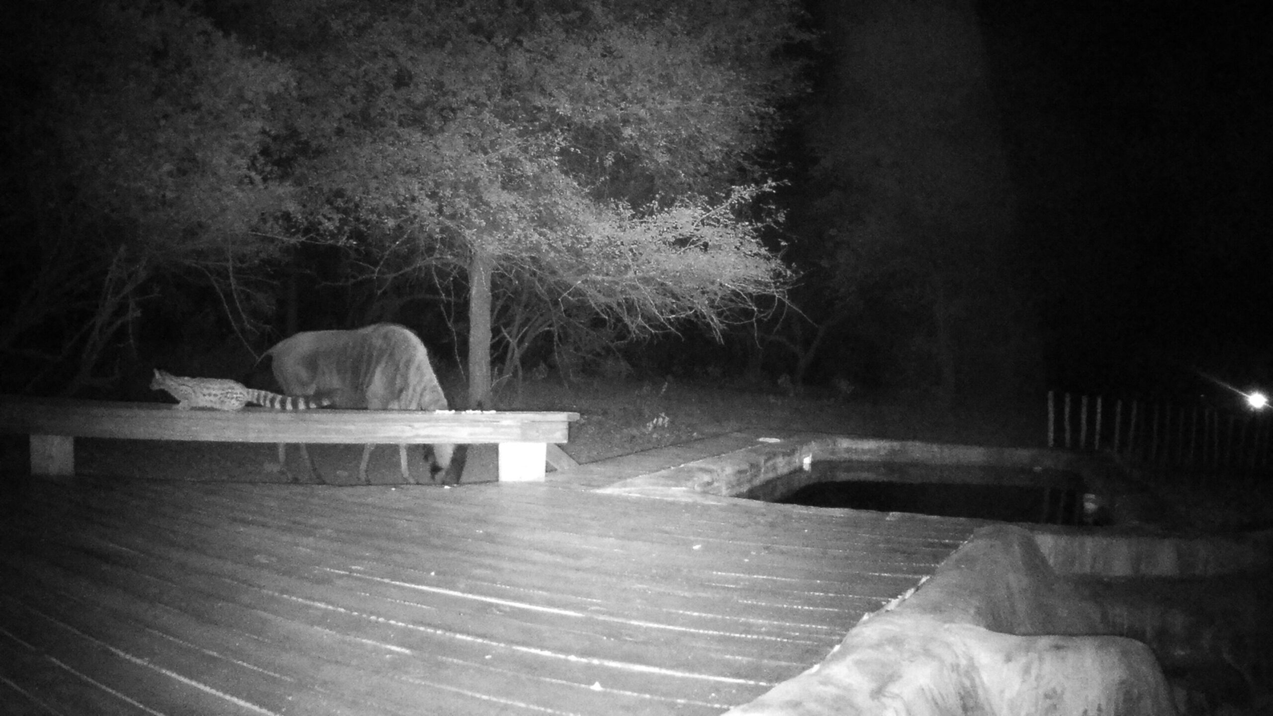 Day 2, Change in a feature on our site started yesterday…Exciting trail cam photos….About us…