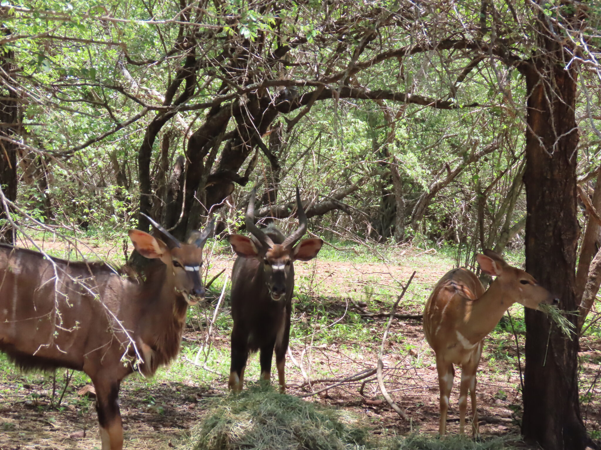 Worrisome news from Marloth Park…Replay of our live broadcast/podcast in Minnesota in 2022…
