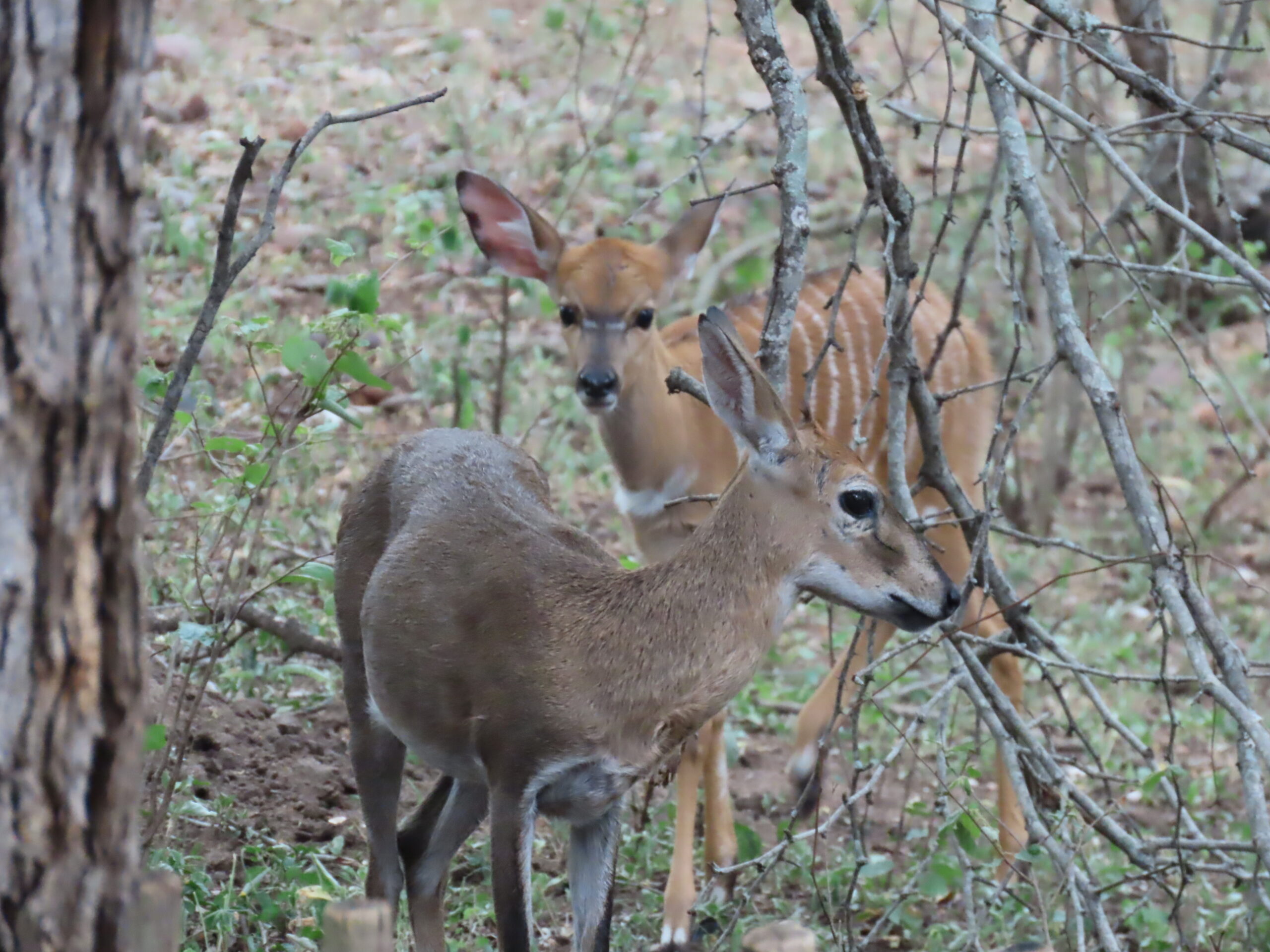 Twelve years ago today…A precious new little life in the bush…