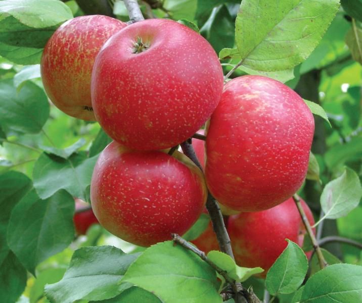 Its all about an apple…