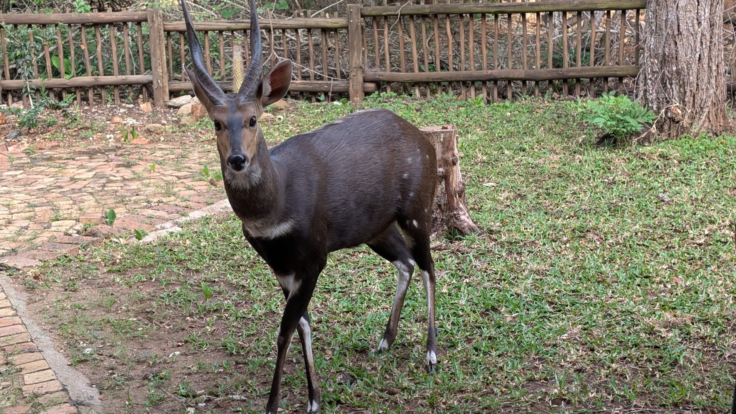 We’ve arrived at wildlife paradise!…Marloth Park, South Africa…