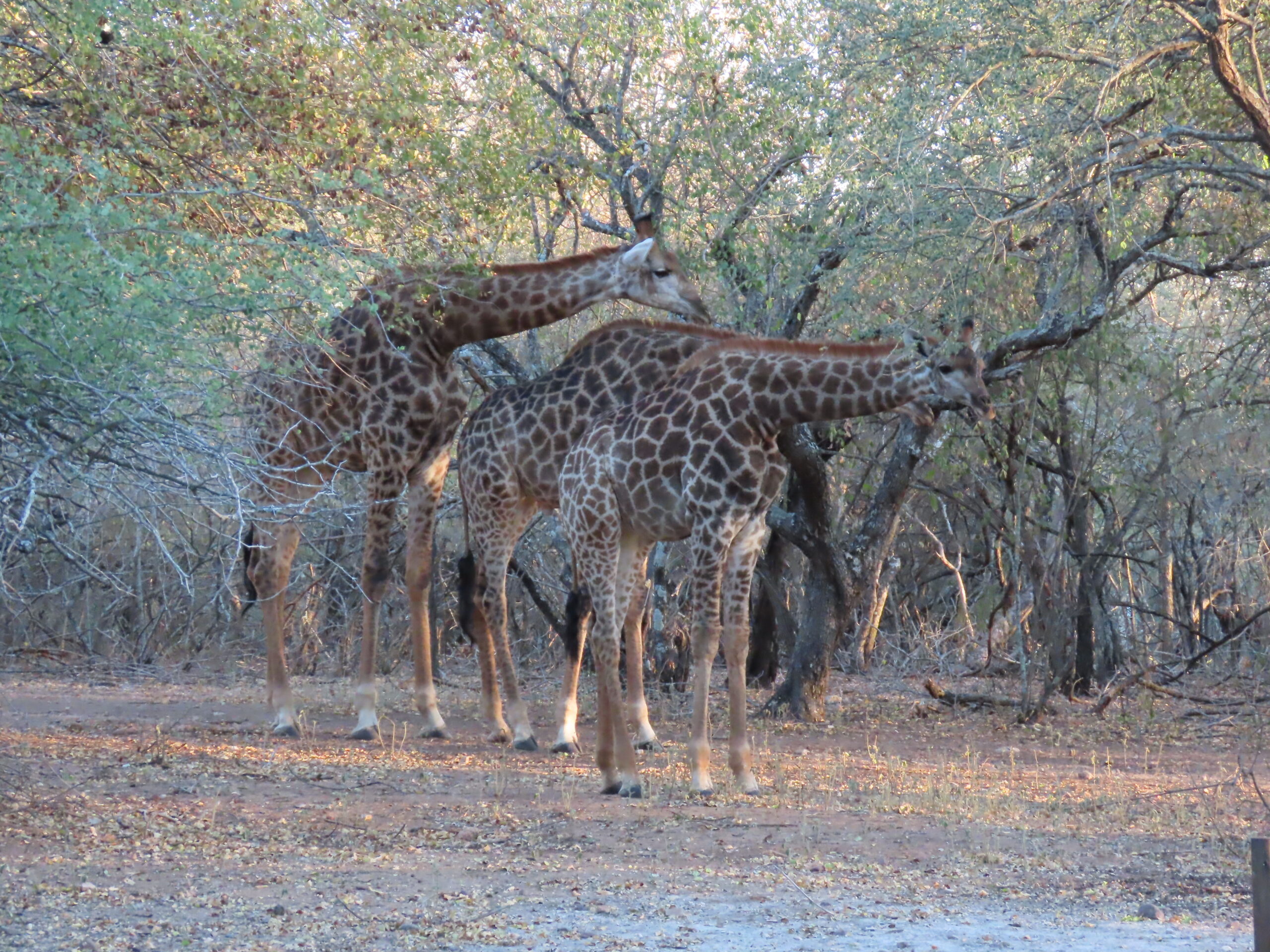 Long-legged beauties come to call…See Tom’s video, taken this morning…Two days and counting…