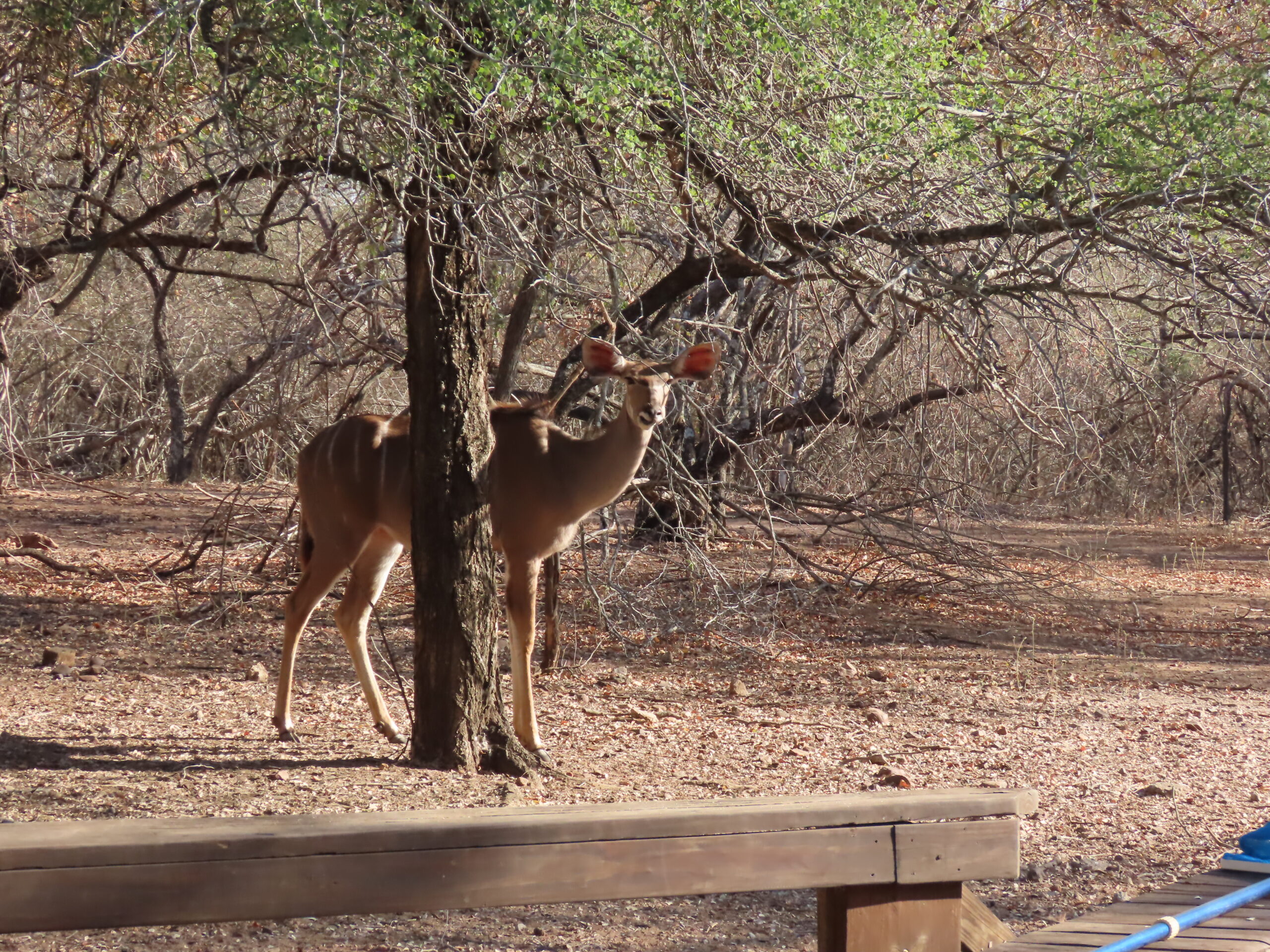 We’re baaaaaaaaaaaack in the bush…No jet lag!…