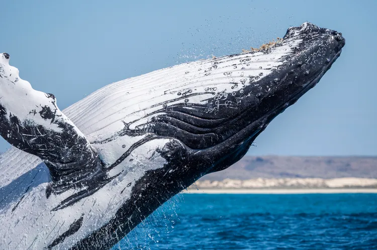 The best places in the world to see humpback whales
