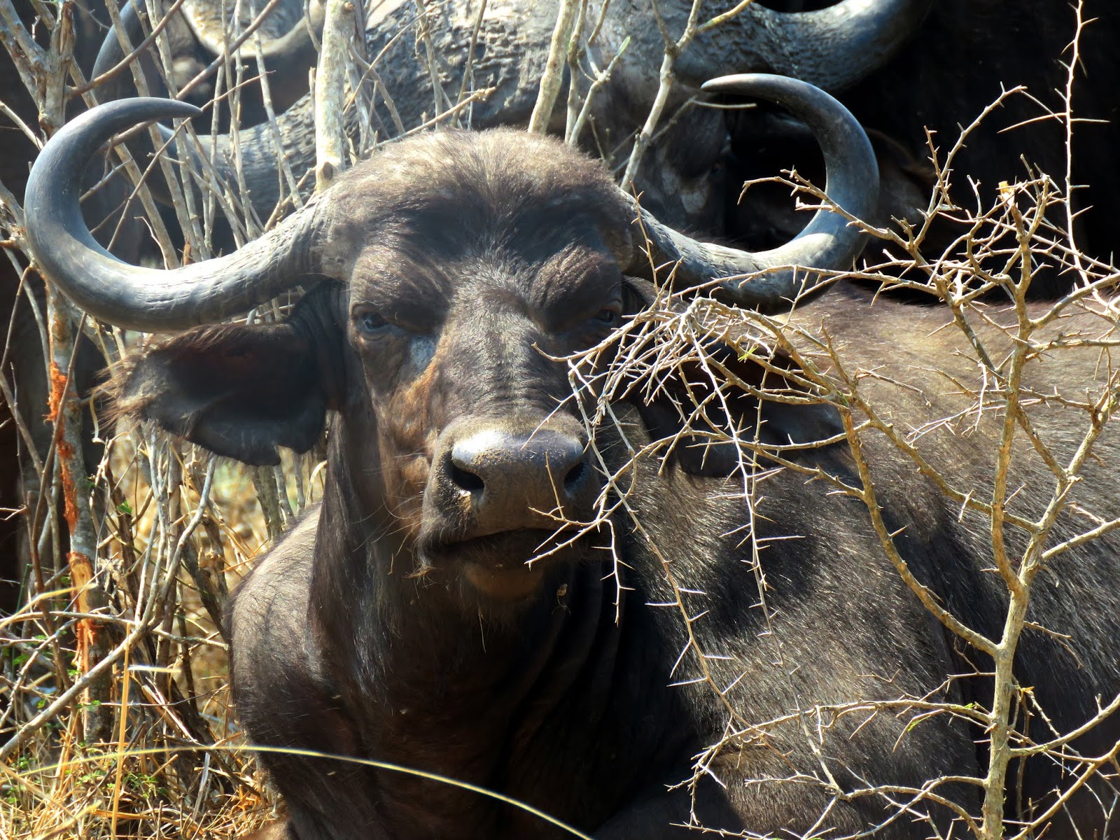 Warning!!!…Dangerous animal roaming the roads in Marloth Park!!!