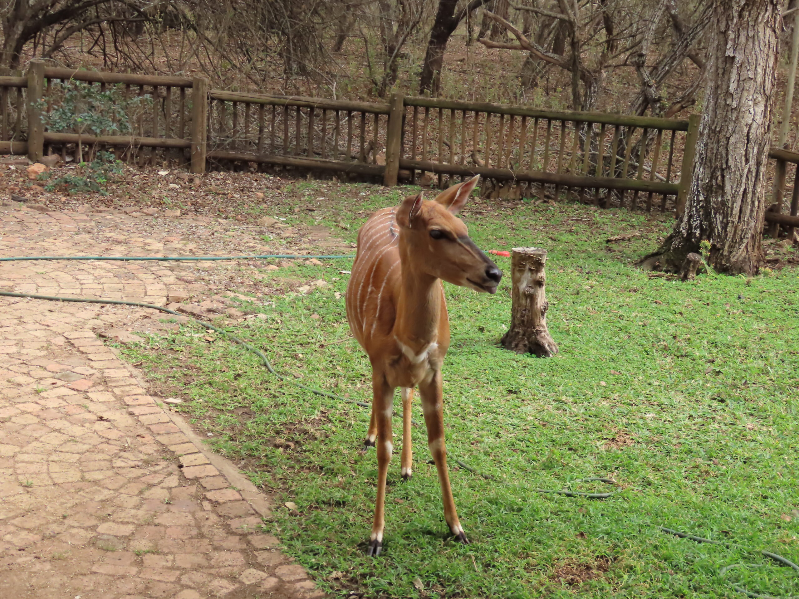 Lots of visitors!…Nyala Nora is separated from the family and hanging around with us and a few Big Daddies!…